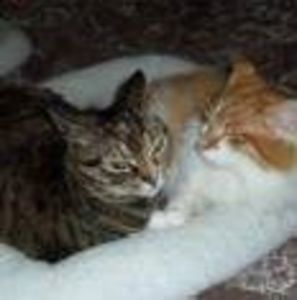 Meet your Posher, Beannie